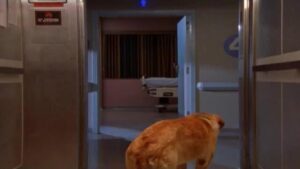 Смотреть на Лордфильм 2.0 Сериал Клиника 2001